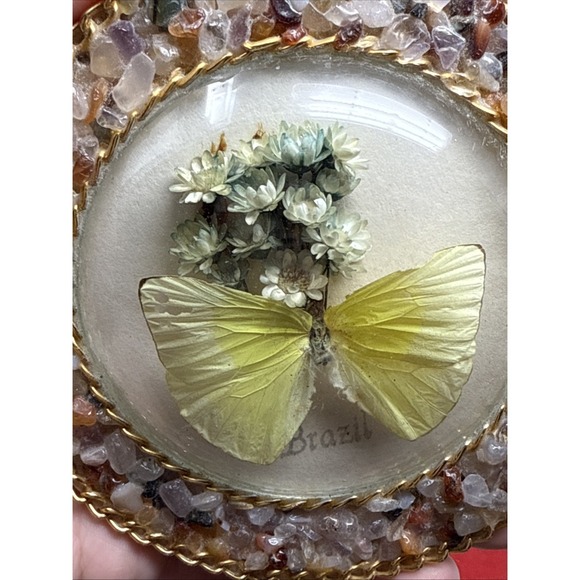 Vintage Real Butterfly Taxidermy Round Convex Glass Stone Box Brazil Brasil - Picture 6 of 7